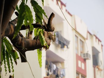 Low angle view of plant hanging outside house against sky