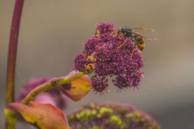 Close-up of bee on purple flower