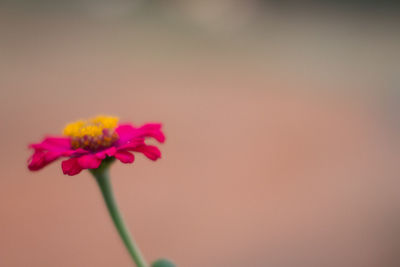 Close-up of pink flower blooming outdoors