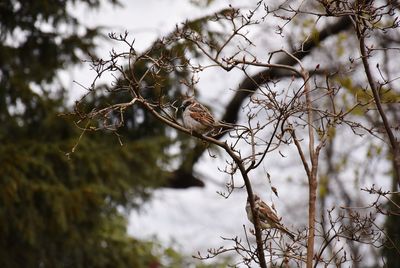 Close-up of bird perching on branch