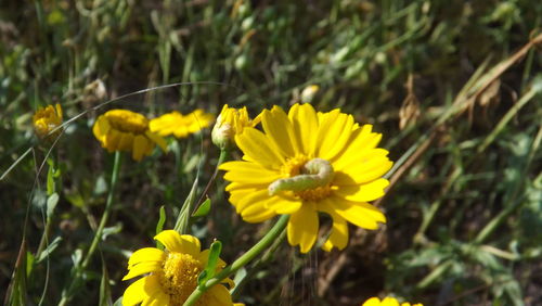 Close-up of yellow crocus blooming on field