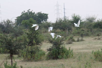 Seagulls flying over land