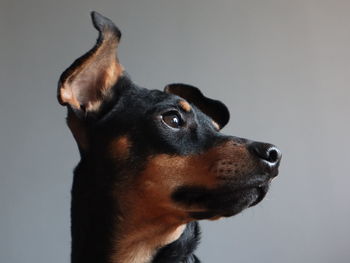 Close-up of dog looking away