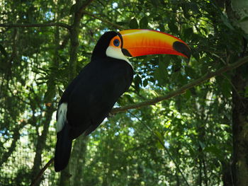 Bird perching on tree