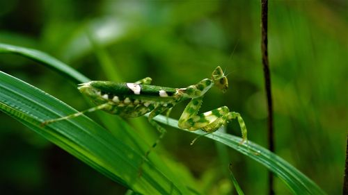 Close-up of insect on plant