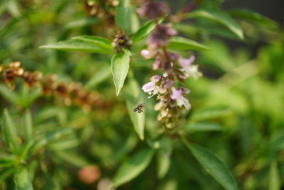 Close-up of insect on purple flower