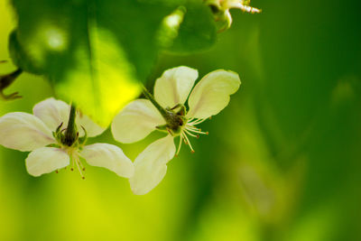 Close-up of flowering plant