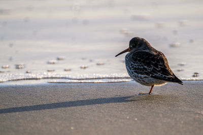 Seagull perching on a beach