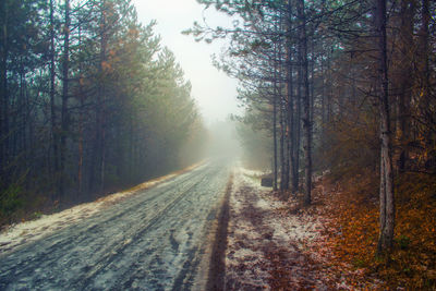 Road amidst trees in forest