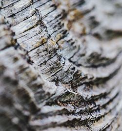 Extreme close up of wooden tree