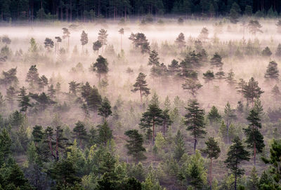 Aerial view of pine trees in forest during foggy weather