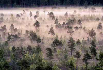 Panoramic view of pine trees in forest