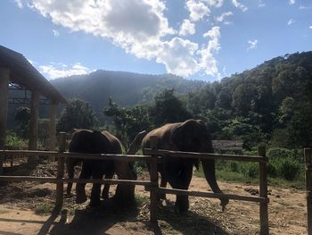 Horses standing in ranch against sky