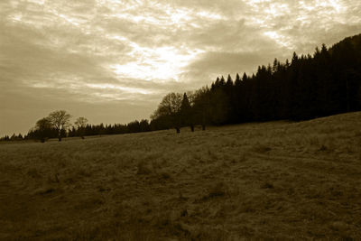 Trees on field against sky