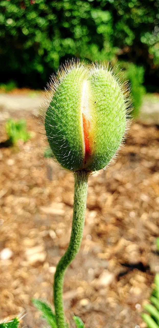 CLOSE-UP OF LEMON GROWING ON PLANT