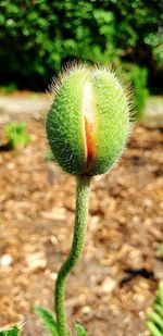 Close-up of plant growing on field