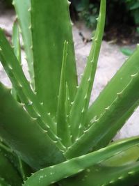 aloe