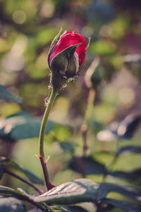 Close-up of rose bud