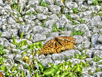 Close-up of butterfly on rock