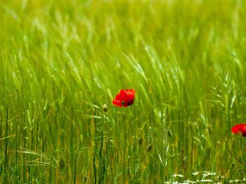 Close-up of red poppy flower on field