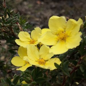 Close-up of yellow flowers