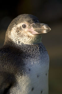 Close-up of a penguin