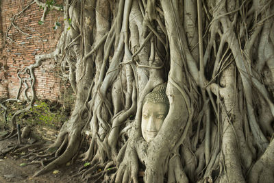 Close-up of buddha statue in tree roots