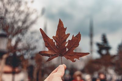 Close-up of hand holding maple leaves during autumn