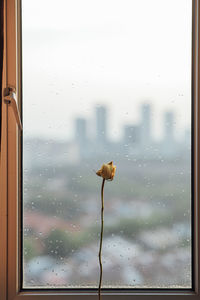 Close-up of wet glass window in rainy season