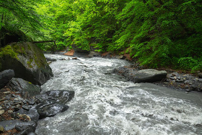 Stream flowing through rocks in forest