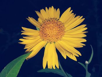 Close-up of yellow flower against blurred background