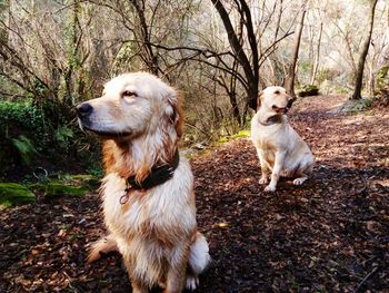 Dogs sitting on field at forest