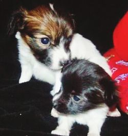 Close-up portrait of puppy