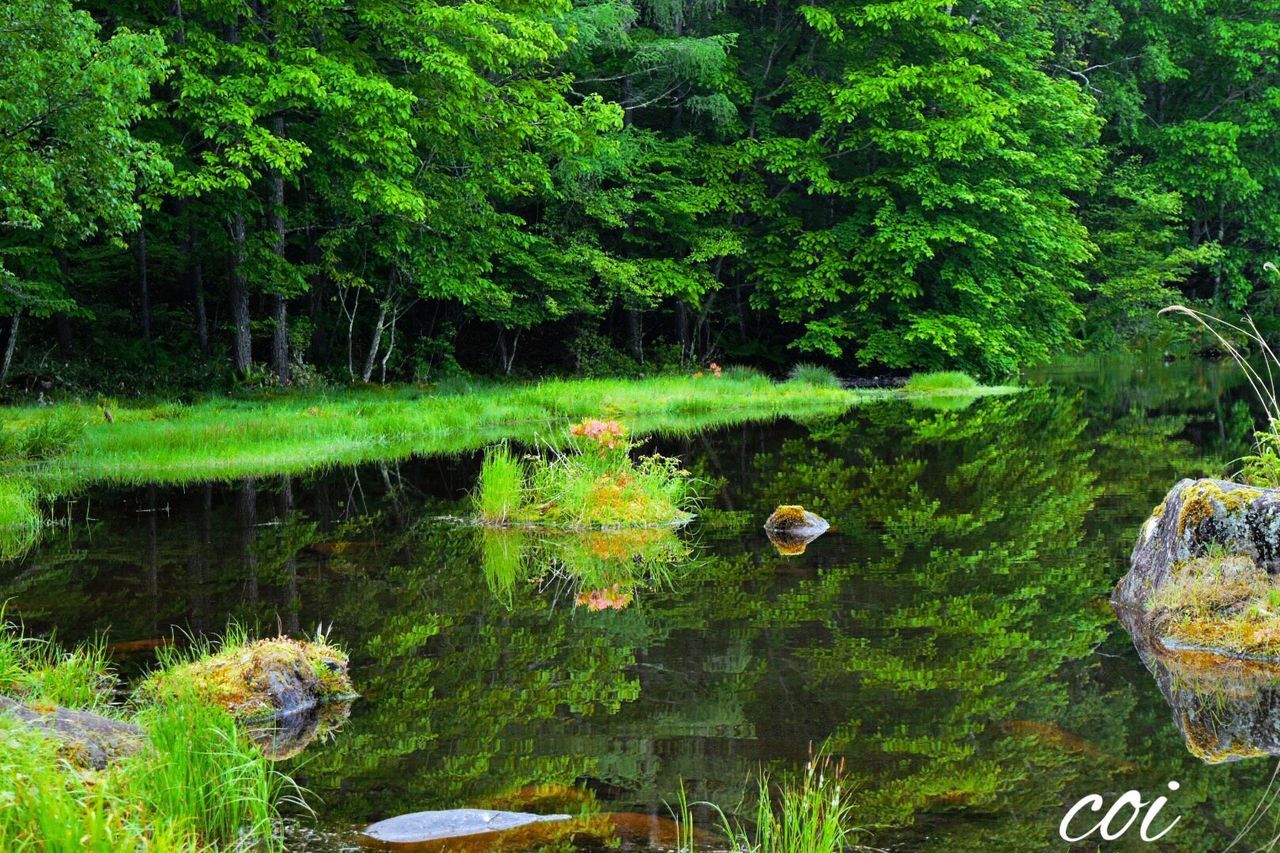 tree, green color, growth, tranquility, water, nature, tranquil scene, beauty in nature, scenics, plant, forest, lush foliage, lake, green, reflection, idyllic, day, branch, outdoors, no people