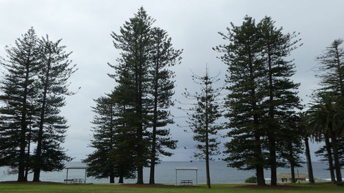 Low angle view of pine trees on field against sky