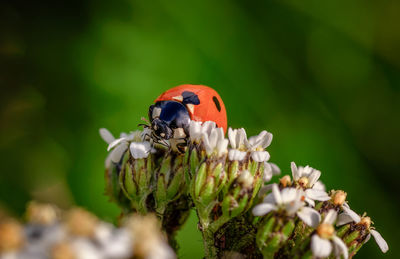 Close-up of ladybug on flower