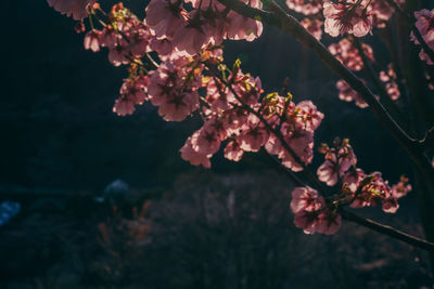 Close-up of pink cherry blossoms in spring