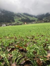 Scenic view of agricultural field