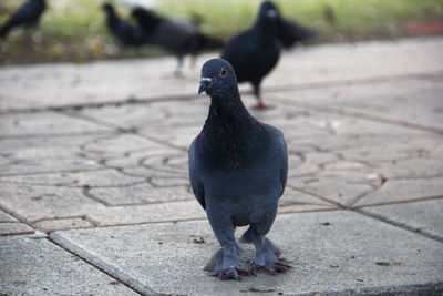 Close-up of pigeon perching on footpath