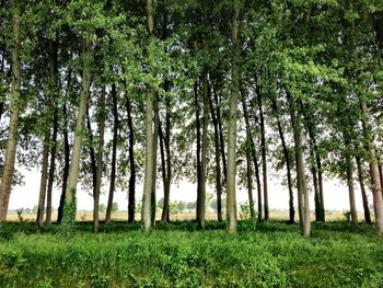 Trees in forest