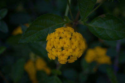 Close-up of yellow flowering plant