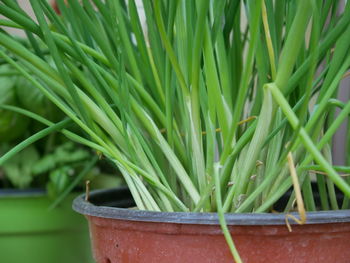 Close-up of potted plant