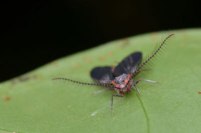 Close-up of insect on leaf