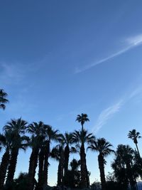 Low angle view of coconut palm trees against blue sky