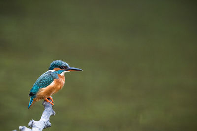 Close-up of bird perching on twig