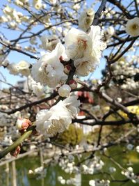 Low angle view of apple blossoms in spring