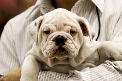 Close-up portrait of dog relaxing on sofa