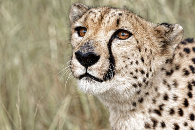 Close-up portrait of a cat