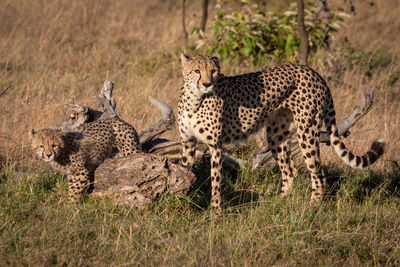 Cheetahs standing on grassy field in forest