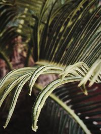 close-up